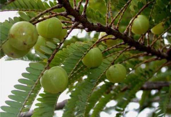 কামনা বাড়াতে ভায়াগ্রা নয়, আমলকি খান