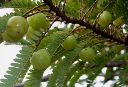 কামনা বাড়াতে ভায়াগ্রা নয়, আমলকি খান