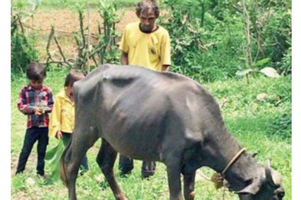 বিশ্বকাপ খেলা ক্রিকেটার এখন মাঠে গরু চরান!