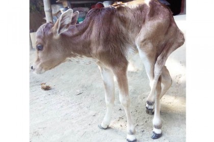 বিরলে ৫ পা বিশিষ্ট বাছুর দেখতে মানুষের ঢল