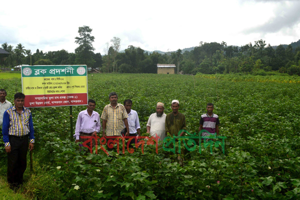 লামায় তুলার বাম্পার ফলনে আশাবাদী কৃষকরা