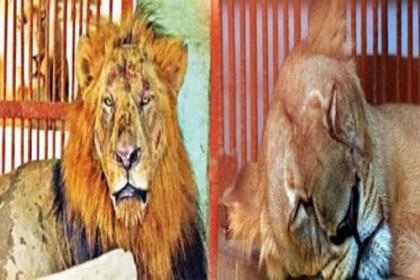 'নোভা-বাদশা'র বিয়ে বুধবার
     