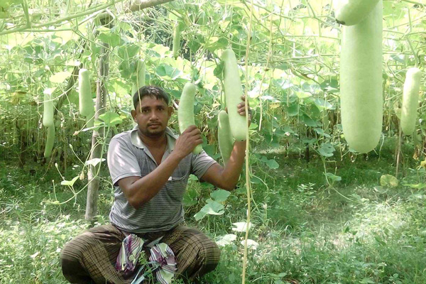 লাউ চাষ করে সচ্ছল চিরিরবন্দরের ফিরোজ শাহ

