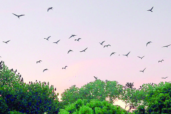পাখি দেখতে ভিড় মাধবডাঙ্গা গ্রামে