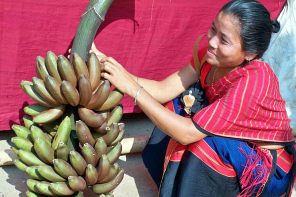 পাহাড়ে কলার বাম্পার ফলন

