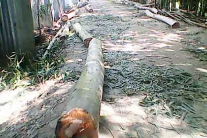 রৌমারীতে সরকারি রাস্তার গাছ কর্তনের অভিযোগ