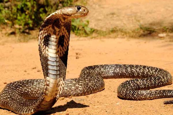 গৌরনদীতে সাপের কামড়ে গৃহবধূর মৃত্যু

