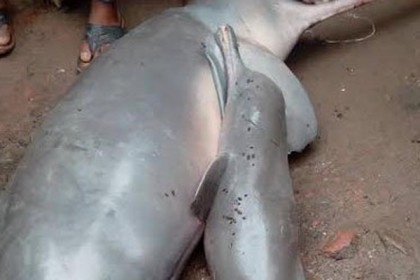 ফরিদপুরে বাচ্চাসহ ডলফিন মাছ বিক্রি