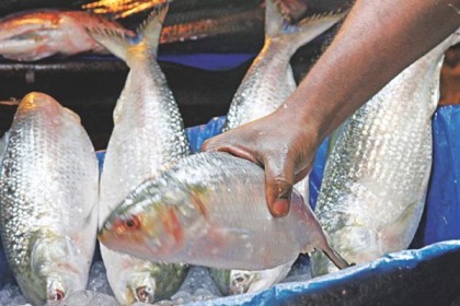 রায়পুরে ইলিশের বাজার জমজমাট
