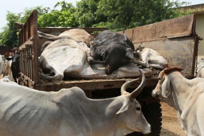 ভারতে মৃত গরু সরাতে অস্বীকার করায় গর্ভবতী নারীকে মারধর