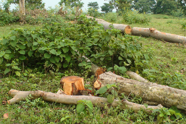 চাঁপাইনবাবগঞ্জে কয়েক’শ গাছ লোপাটের অভিযোগ
