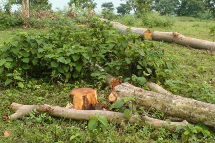 চাঁপাইনবাবগঞ্জে কয়েক’শ গাছ লোপাটের অভিযোগ
