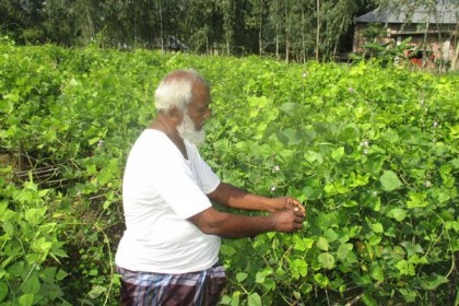 বগুড়ায় আগামজাতের শিম চাষ করে সাফল্য