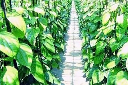 
পানের বরজে গোসল করে বিপাকে তরুণী!