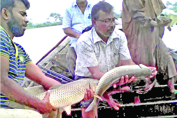 কুমিল্লায় প্লাবন ভূমিতে মাছ চাষ