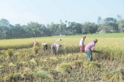 আগাম ধান কাটা শুরু, কৃষকের মুখে মঙ্গা জয়ের হাসি