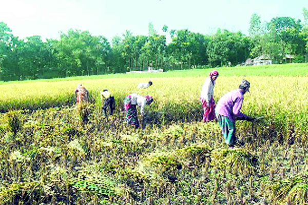 কৃষকের মুখে মঙ্গা জয়ের হাসি