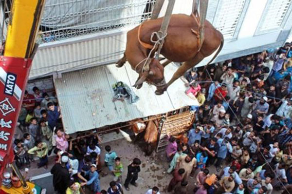 ছাদ থেকে ক্রেনে নামানো হলো গরু!