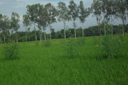 পোকামাকড় তাড়াতে আফ্রিকান ধৈঞ্চা গাছ
