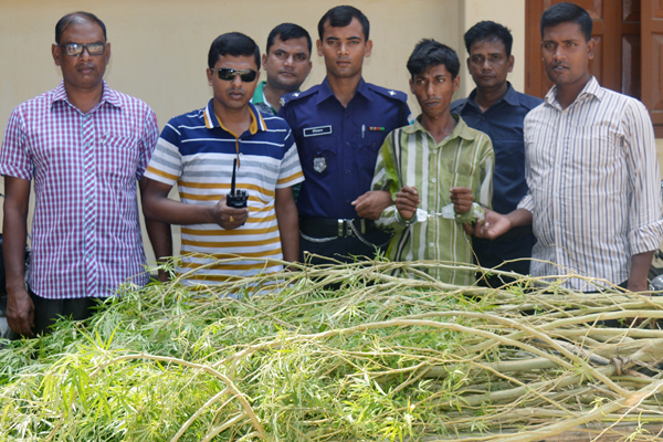 বগুড়ায় গাঁজার গাছসহ চাষী আটক