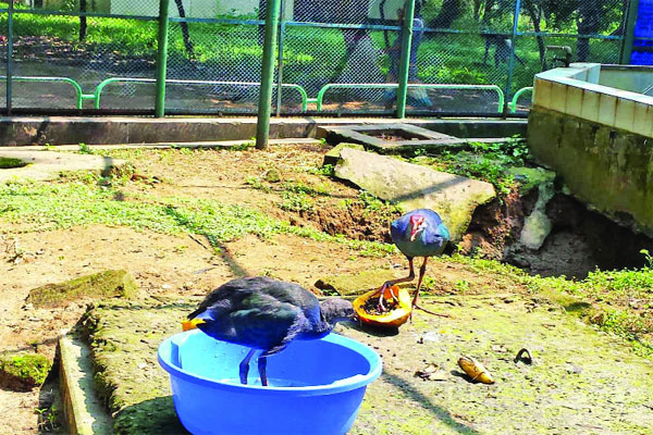 চিড়িয়াখানায় কালেম পরিবারে অতিথি