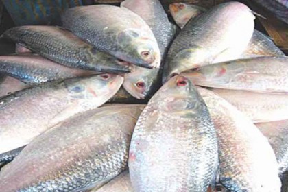 ইলিশ আমদানিতে থাইল্যান্ডের আগ্রহ