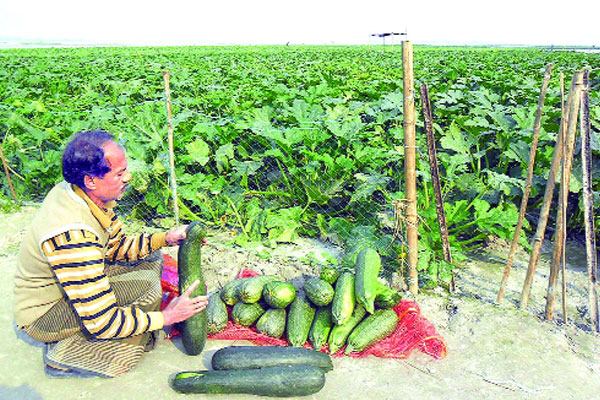 তিস্তার রুপালি চরে সবুজ বিপ্লব