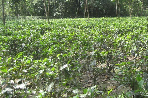 দিনাজপুরে চা চাষে সাফল্য
