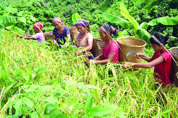 পার্বত্যাঞ্চলে জুমের বাম্পার ফলন