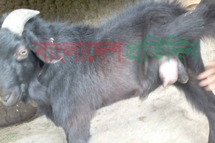 প্রতিদিন অর্ধ লিটার দুধ দেয় পাঠা!