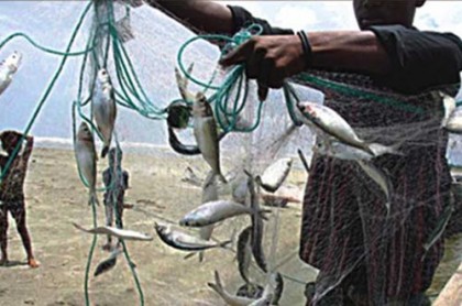 ইলিশ ধরা ও বেচাকেনায় নিষেধাজ্ঞা শুরু
