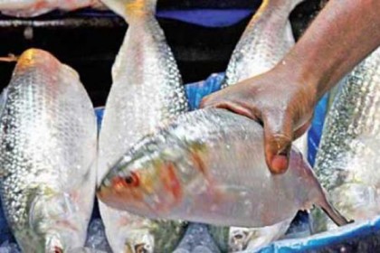 
বরগুনায় ২ মণ ইলিশসহ ১২ জেলে আটক 


