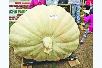 পুরস্কার জিতেছে ৮৬৬ কেজির কুমড়া
