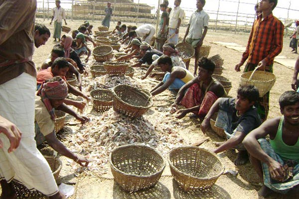 সুন্দরবনে শুটকি আহরণ মৌসুম শুরু 
