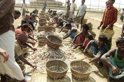 সুন্দরবনে শুটকি আহরণ মৌসুম শুরু 
