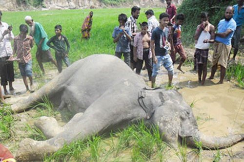 এবার ঝিনাইগাতী সীমান্তে মারা পড়লো বন্য হাতি