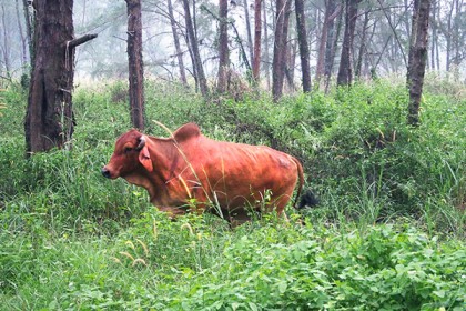 মারা গেল সিঙ্গাপুরের একমাত্র বুনো গরুটি!