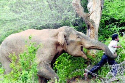শেরপুরে ফের বন্য হাতির আক্রমণে নিহত ১