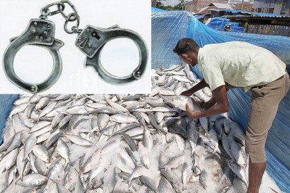 ইলিশ ধরায় মাদারীপুরে ৪ জেলেকে কারাদণ্ড