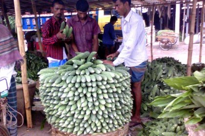 বগুড়ায় সবজির বাম্পার ফলন

