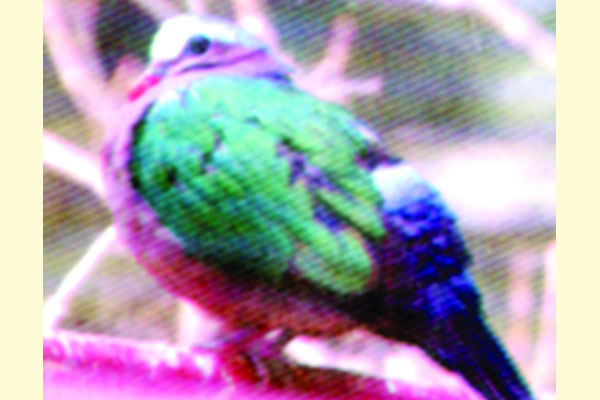 রাজধানীতে দুর্লভ পাখি বাঁশঘুঘু