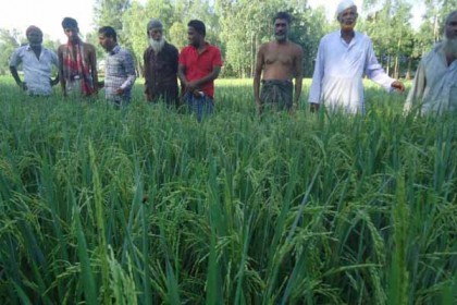 বন্যা সহনশীল ধান চাষে সফলতা 

