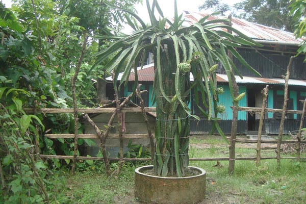 ড্রাগন ফলের চাষে সফল সফি

