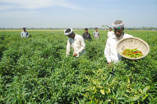 বগুড়ায় কাঁচা মরিচের বাম্পার ফলন
