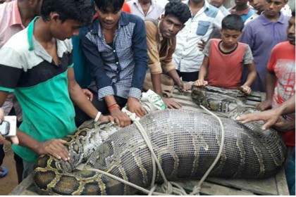 সীতাকুণ্ডে ছাগল খেয়ে ধরা পড়ল অজগর
