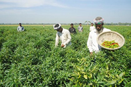 বগুড়ায় কাঁচা মরিচের বাম্পার ফলন
