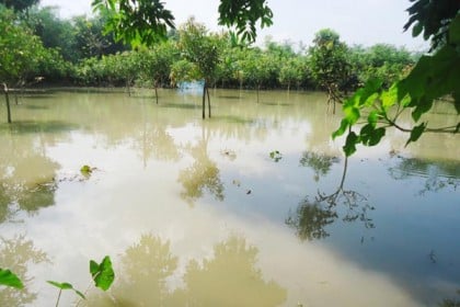 ঝিনাইদহে ক্যানেলের পাড় ভেঙে শতাধিক বসতবাড়ি প্লাবিত

