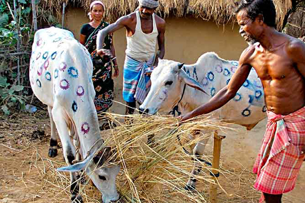 নানা আয়োজনে ‘গরুর বিয়ে’তে মাতলেন বাঁকুড়াবাসী