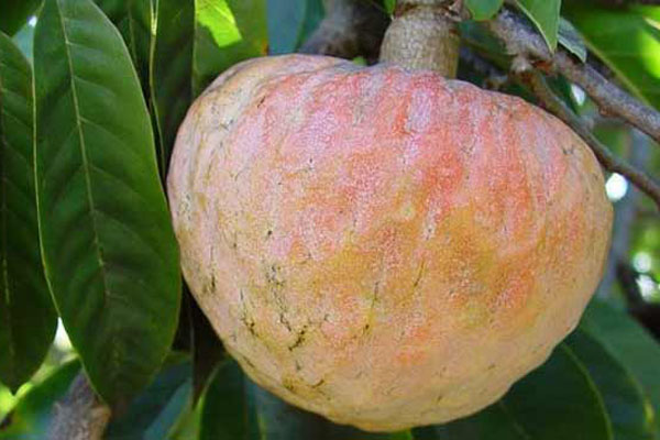প্রতিদিন কেন আতা খাবেন