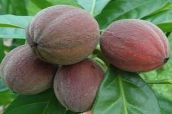 ৫ মিনিটেই ধ্বংস হবে ক্যান্সার!